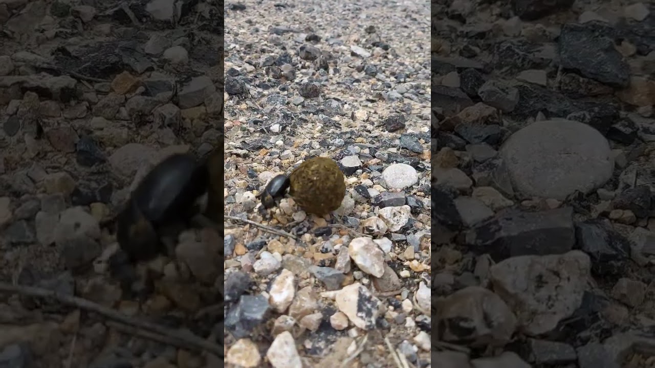 İşini Hakkıyla Yapan Böcek
