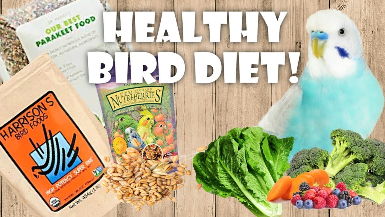 What to Feed Your Budgie *healthy diet*
