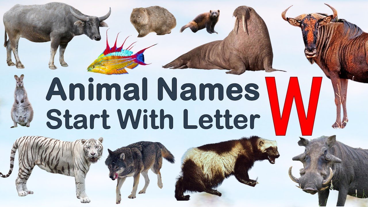 Animal Names starting with Letter W, Spelling, Picture #vocabulary #animals #explore #animalslover