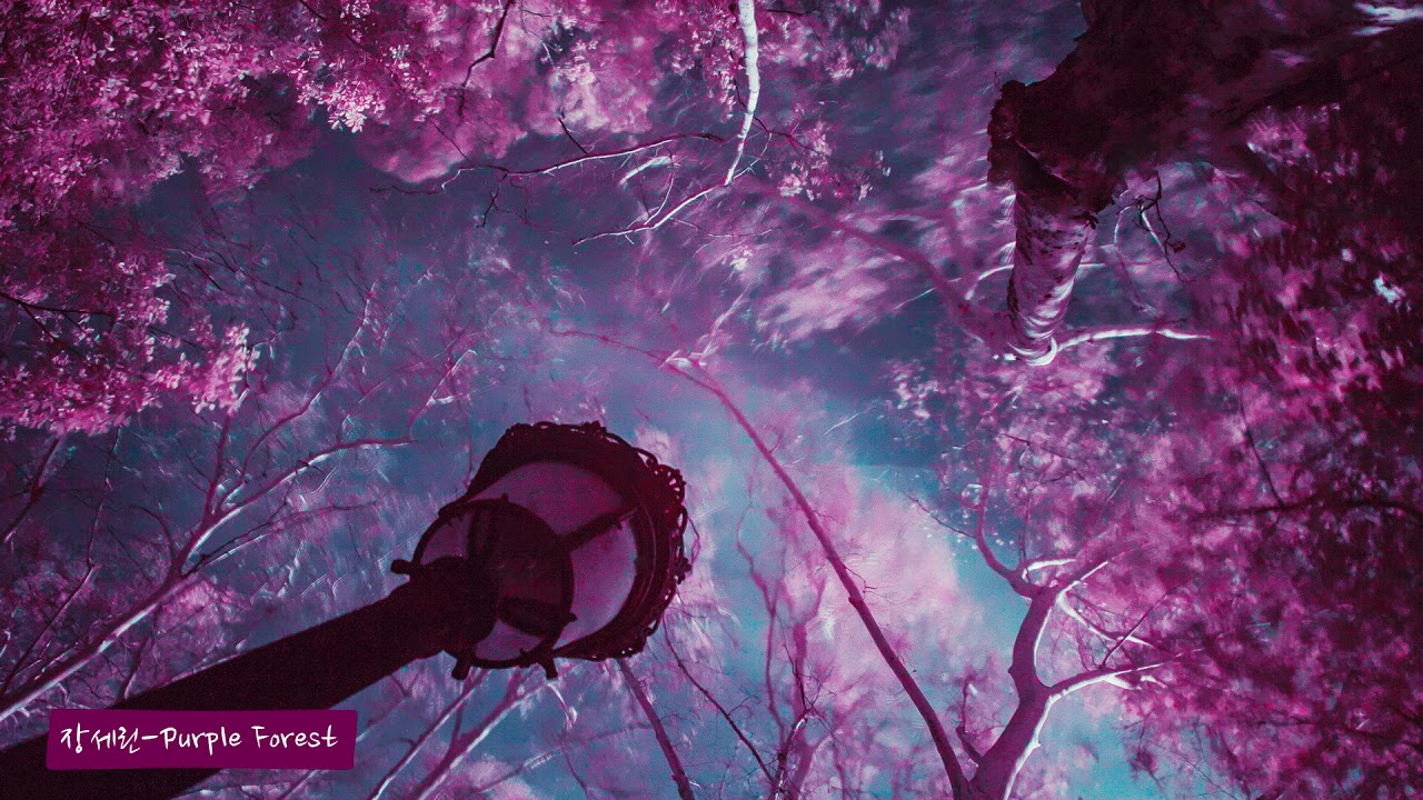 장세린 Purple Forest 1시간 연속듣기