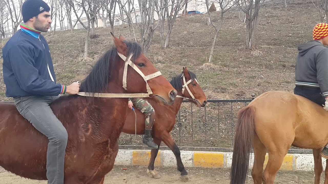 At yarışına hazırlıqlar başladı