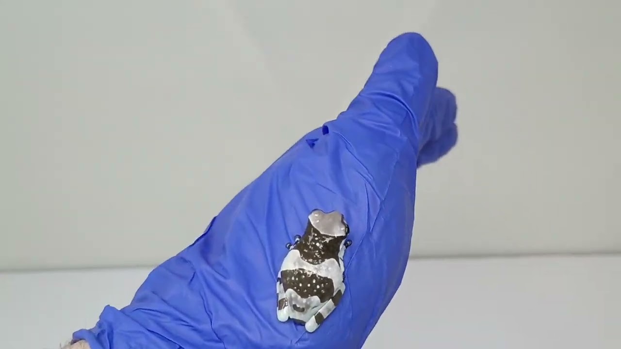 2/12/26 CB Amazon Milk Frog 6