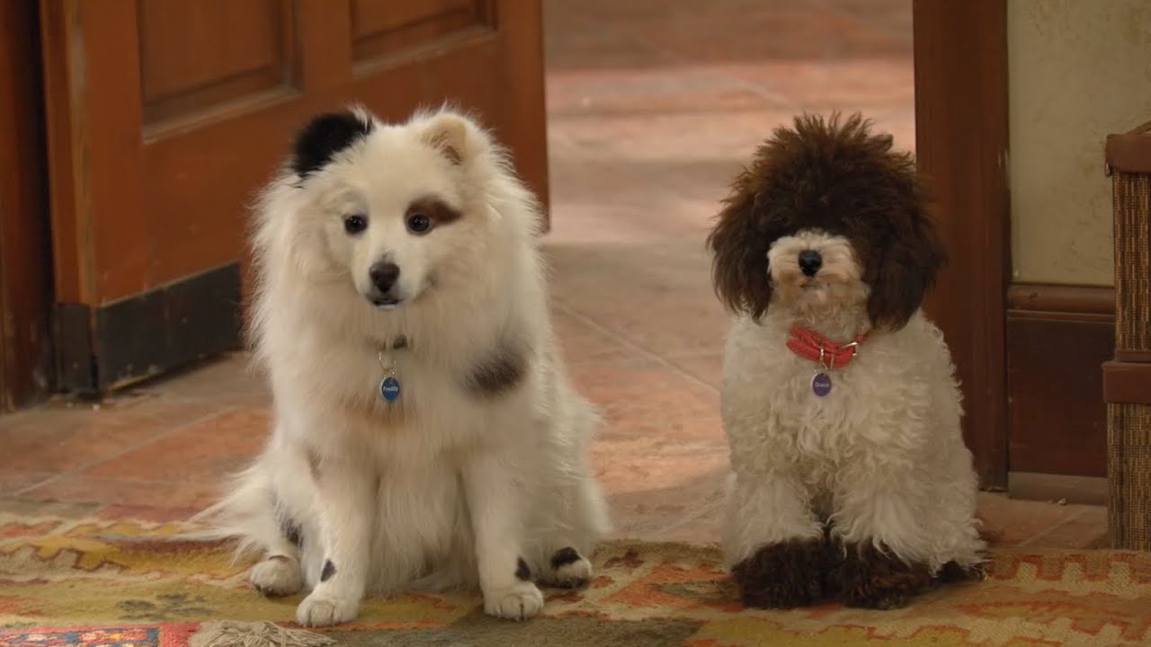Dog With A Blog - Freddy & Gracie