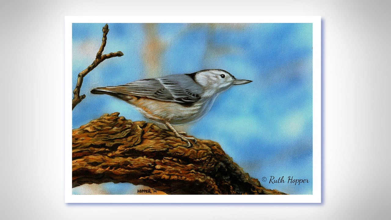 Speed Painting--Nuthatch--Watercolor & Gouache