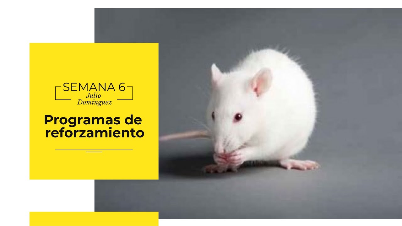 Programas de reforzamiento - Sesi&oacute;n 6