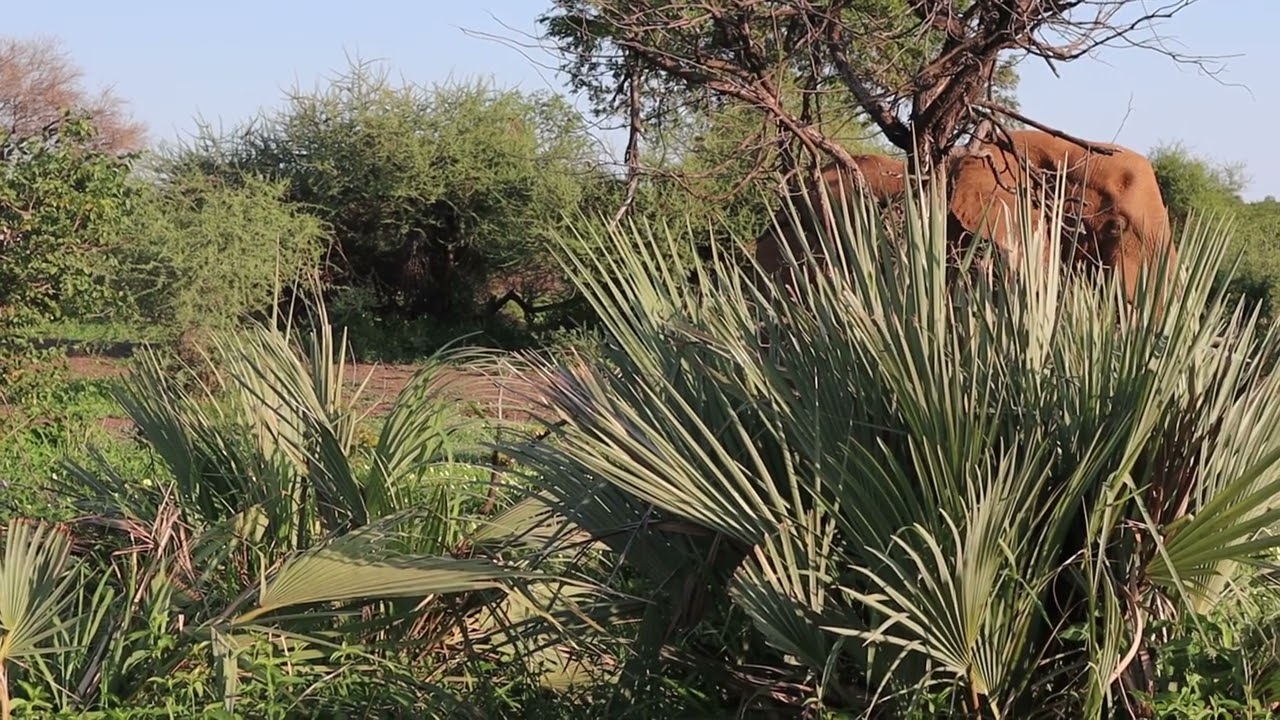 Elephants of Pafuri!!