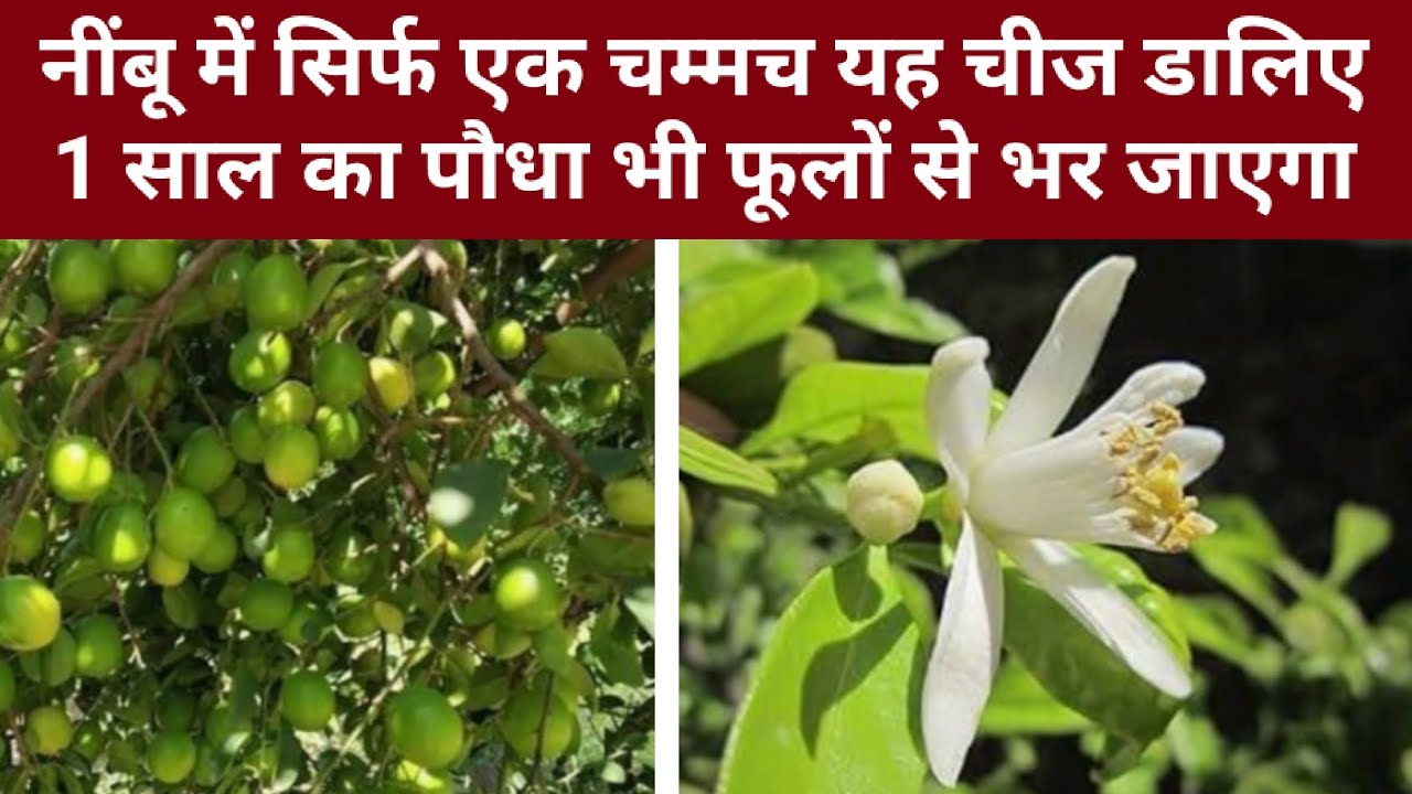 नींबू के पौधे में सिर्फ एक चम्मच यह चीज डालिए 1 साल का पौधा भी फूलों से भर जाएगा। #fertilizer 