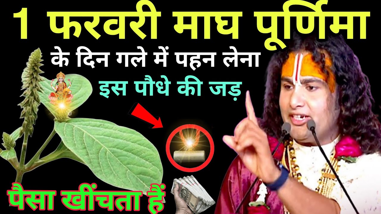 1 February 2026 माघ पूर्णिमा के दिन गले में पहन लेना, इस पौधे की जड़ पैसा खींचता है#anirudhacharya 