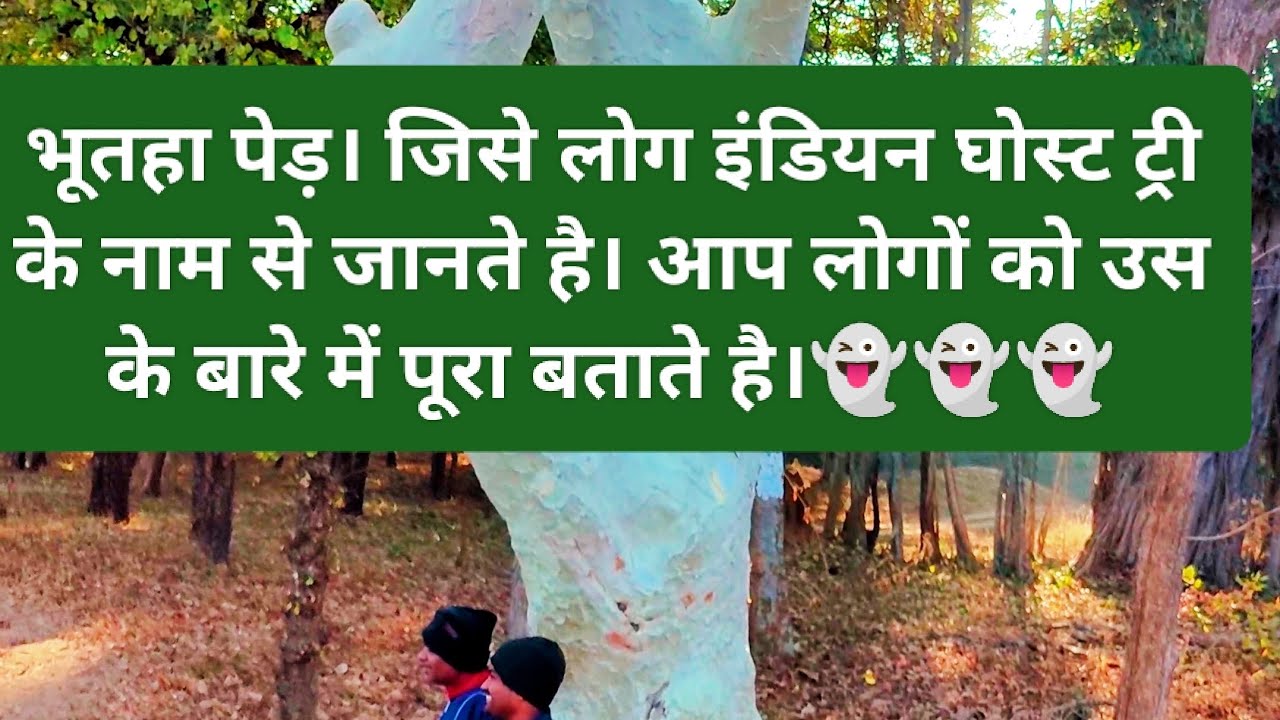 Indian Ghost Tree। Ghost tree of India। Bhootha ped। Ghost tree video। jharkhand forest department।
