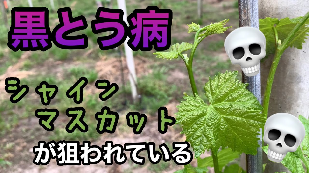 黒とう病 シャインマスカットが狙われています 林ぶどう園 2021-4-15