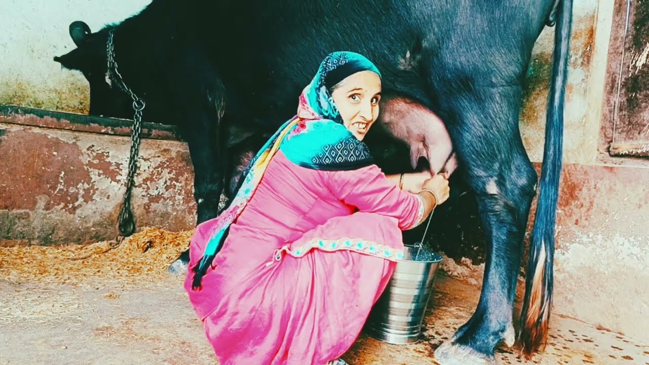 Buffalo🐃❤ k feed dala ki ❤milking ❤❤❤
