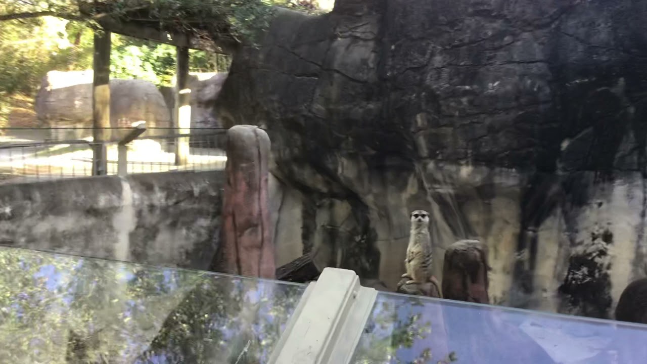 Kat & Meerkat (me 'er kat too) 😝