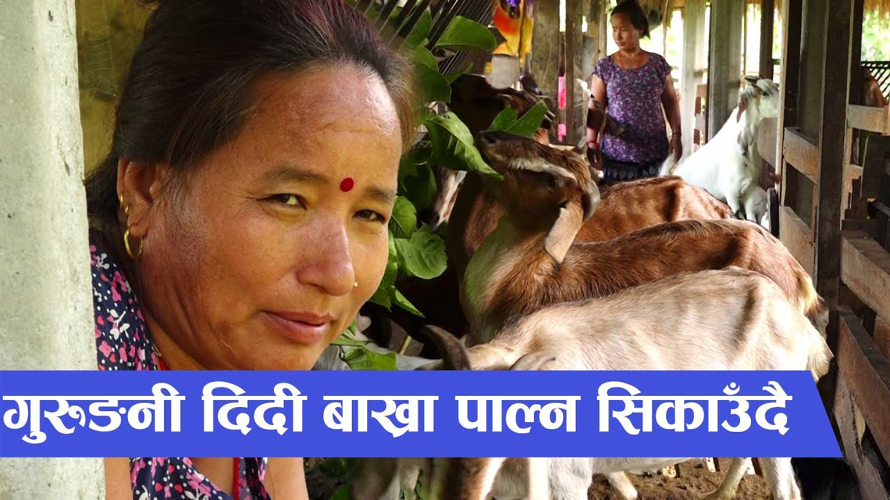 बाख्रा बेचेरै मासिक लाखौं कमाउँछिन् गुरुङनी दिदि || Goat Farming in Nepal ||