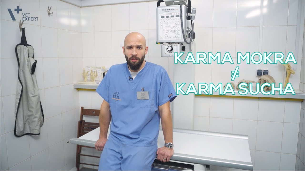 Jak odchudzić psa? VetExpert Radzi