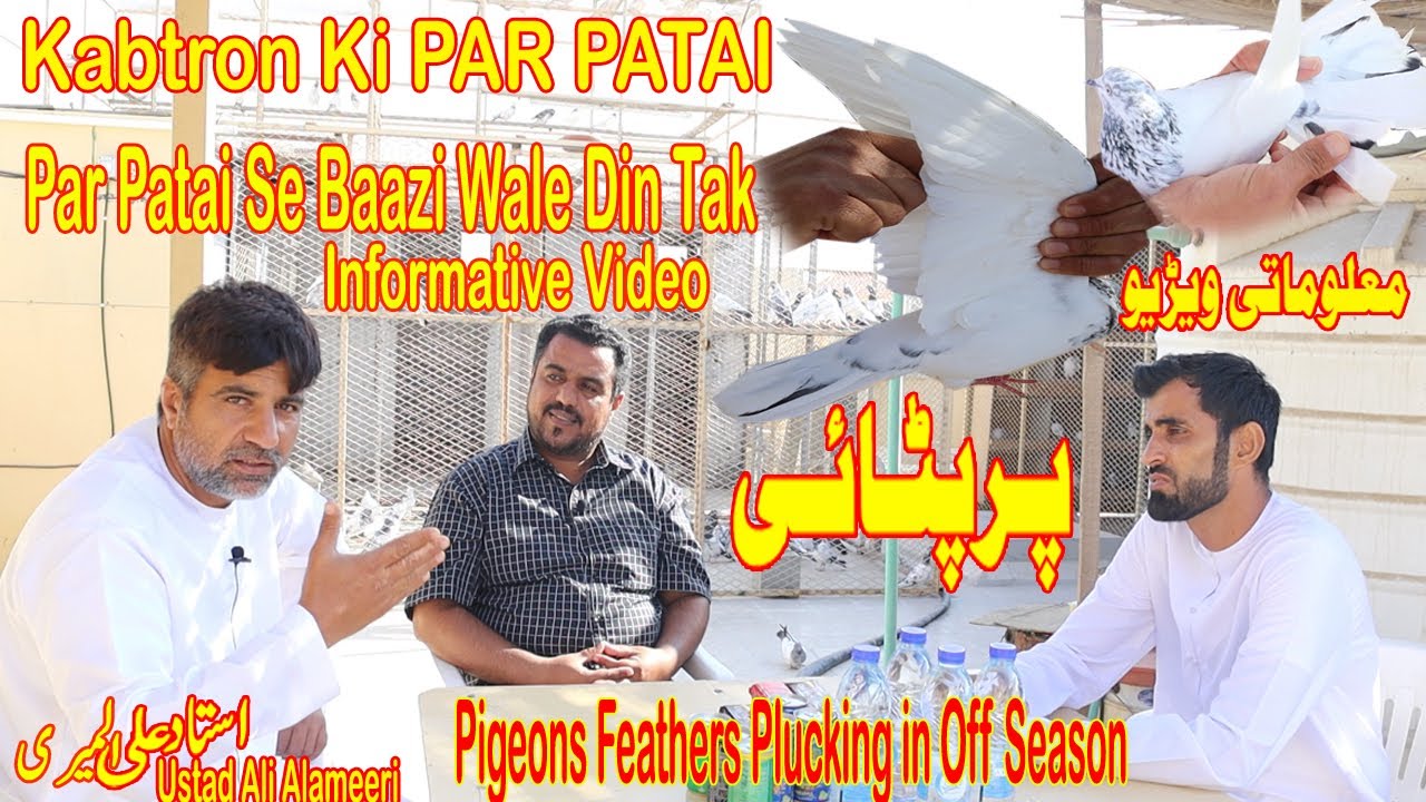 Kabotar Ki Par Patai|Ustad Ali Alameeri|Pigeons Care During feathers Plucking|Informative Video|Tips