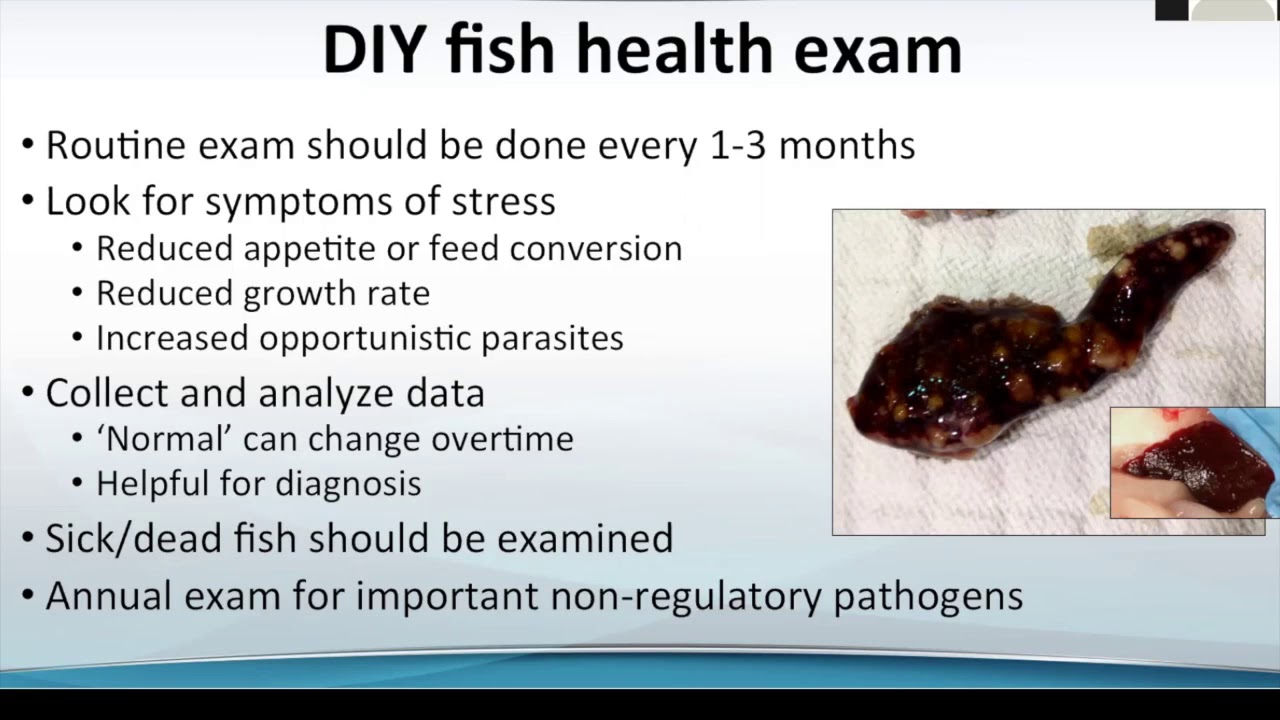 Fish Health  What you need to know as an aquaculture producer