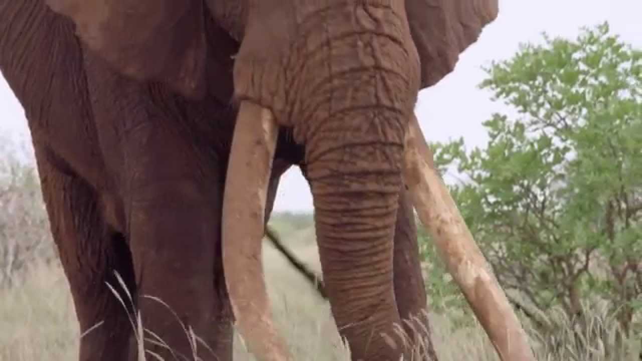 Satao - The Death of a Great Tusker