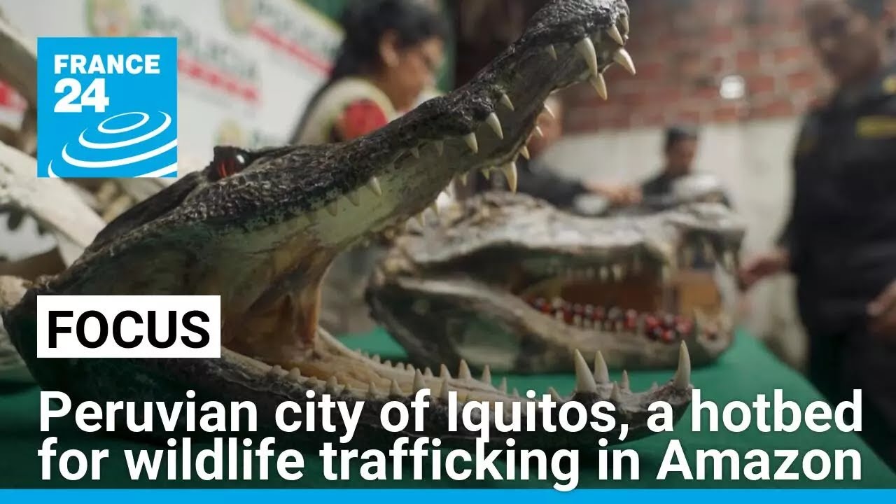 Peruvian city of Iquitos, a hotbed for wildlife trafficking in Amazon &bull; FRANCE 24 English