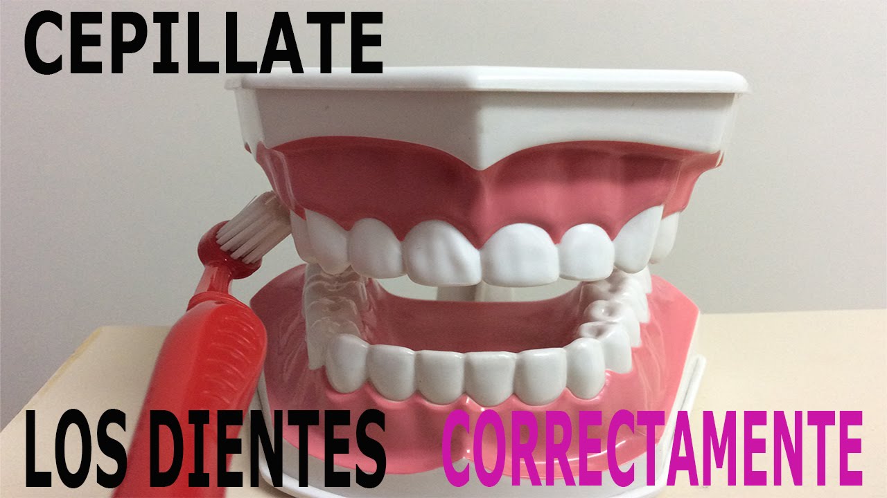 cepillado de dientes correcto.  (Técnica de Bass modificada) - salud bucal