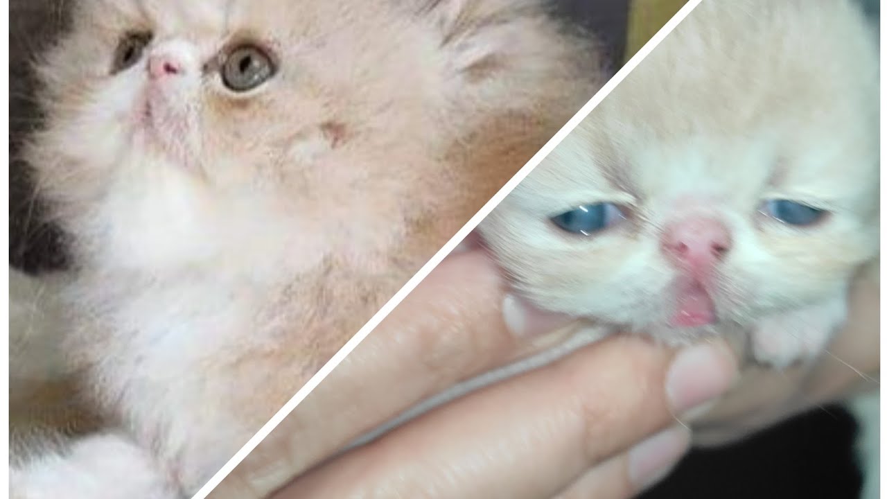 🧿ولد باي كلر الاب فان بلو ابن كابتشينو والأم ريد تابي بنت تومي حفيده اوسكار وبوجاتي اصول داليا بدوي