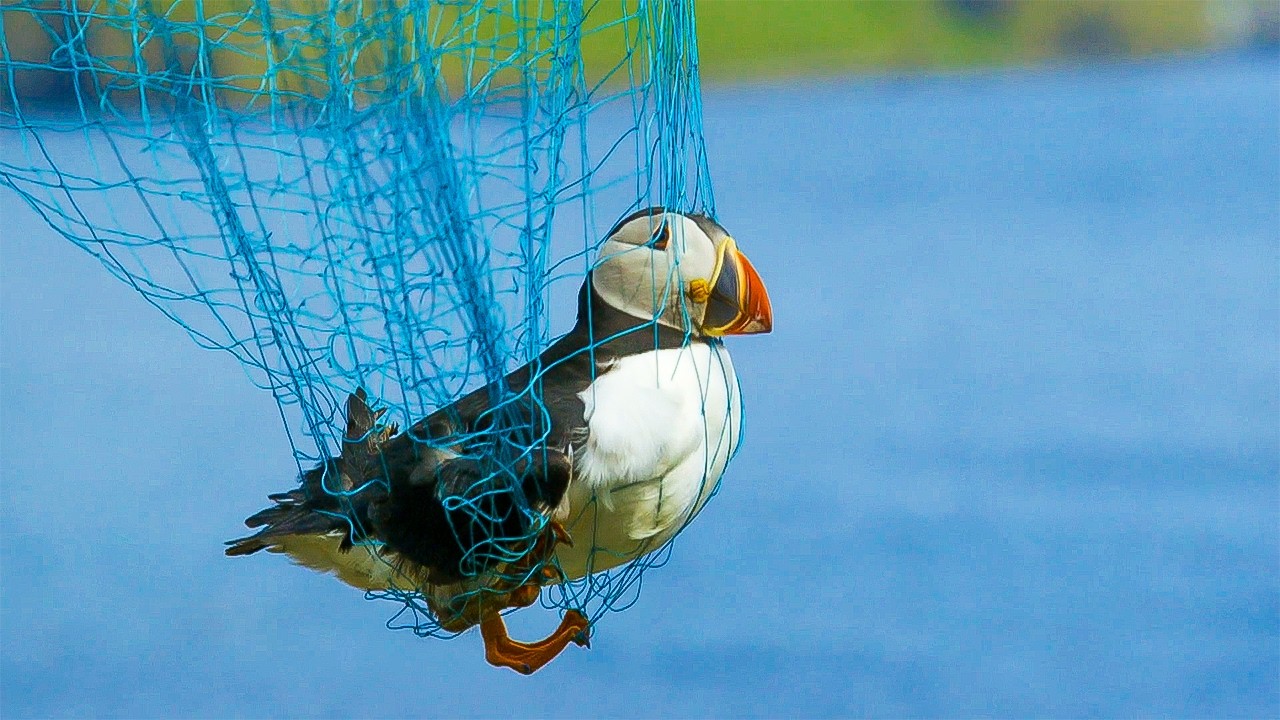 Find Out Why Seabirds Are Going Extinct | Our World