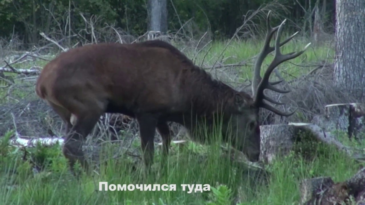 Поведение оленя во время гона