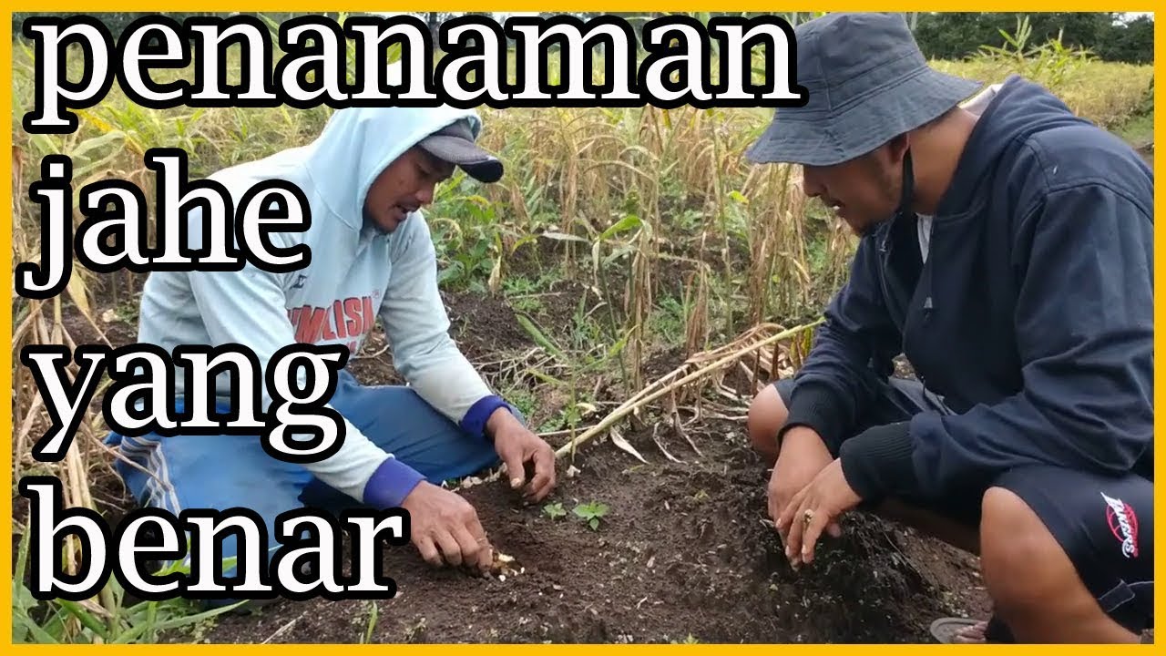 Budidaya Jahe Yang Baik Dan Benar