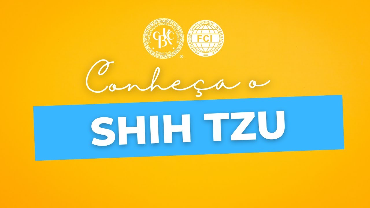 Conheça o Shih Tzu