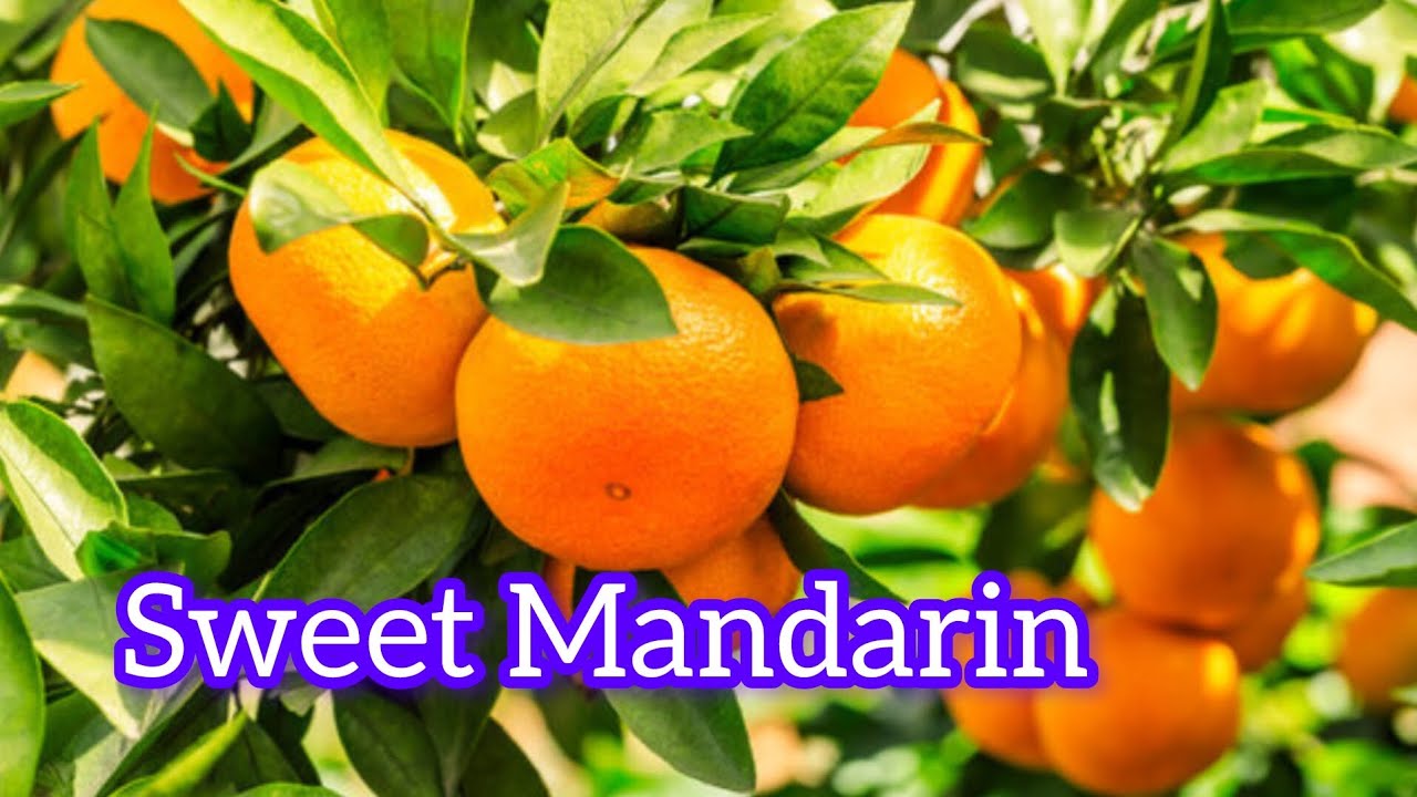 All time sweet Mandarin, best Mandarin Verity 🍊