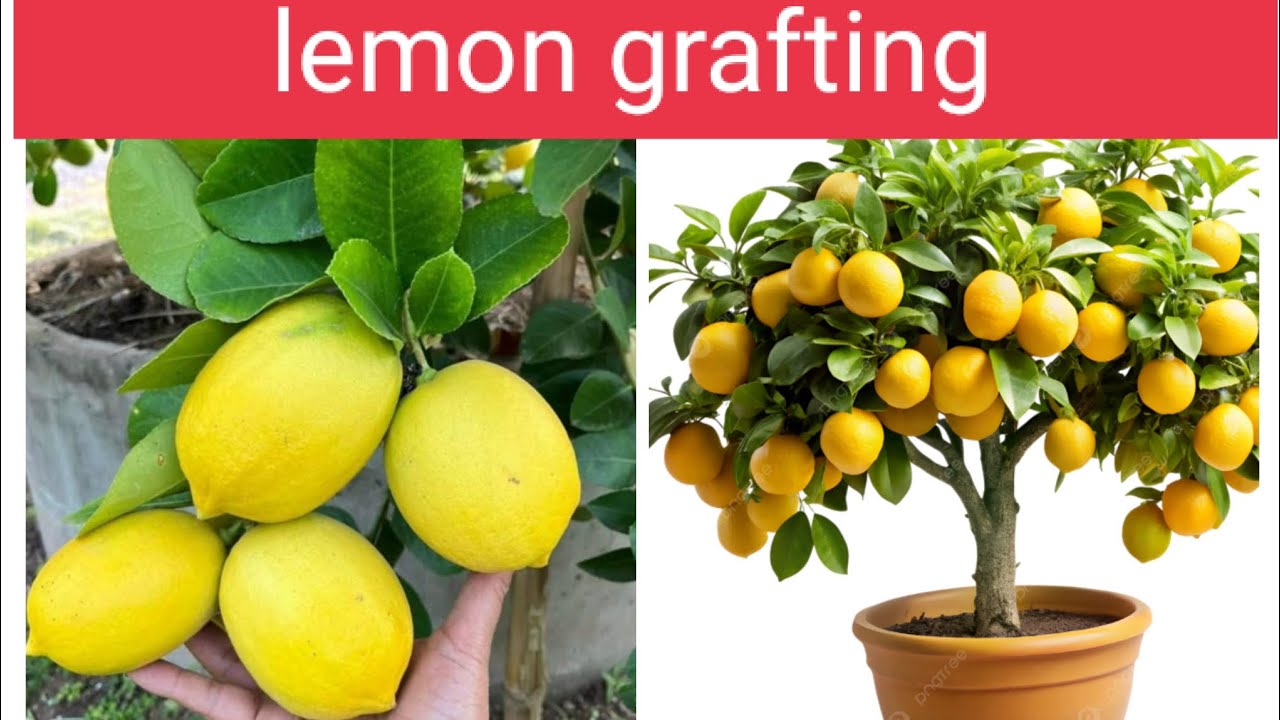 Best ways to propagate lemon 🍋 tree fast with these simple tricks ! @gardening735