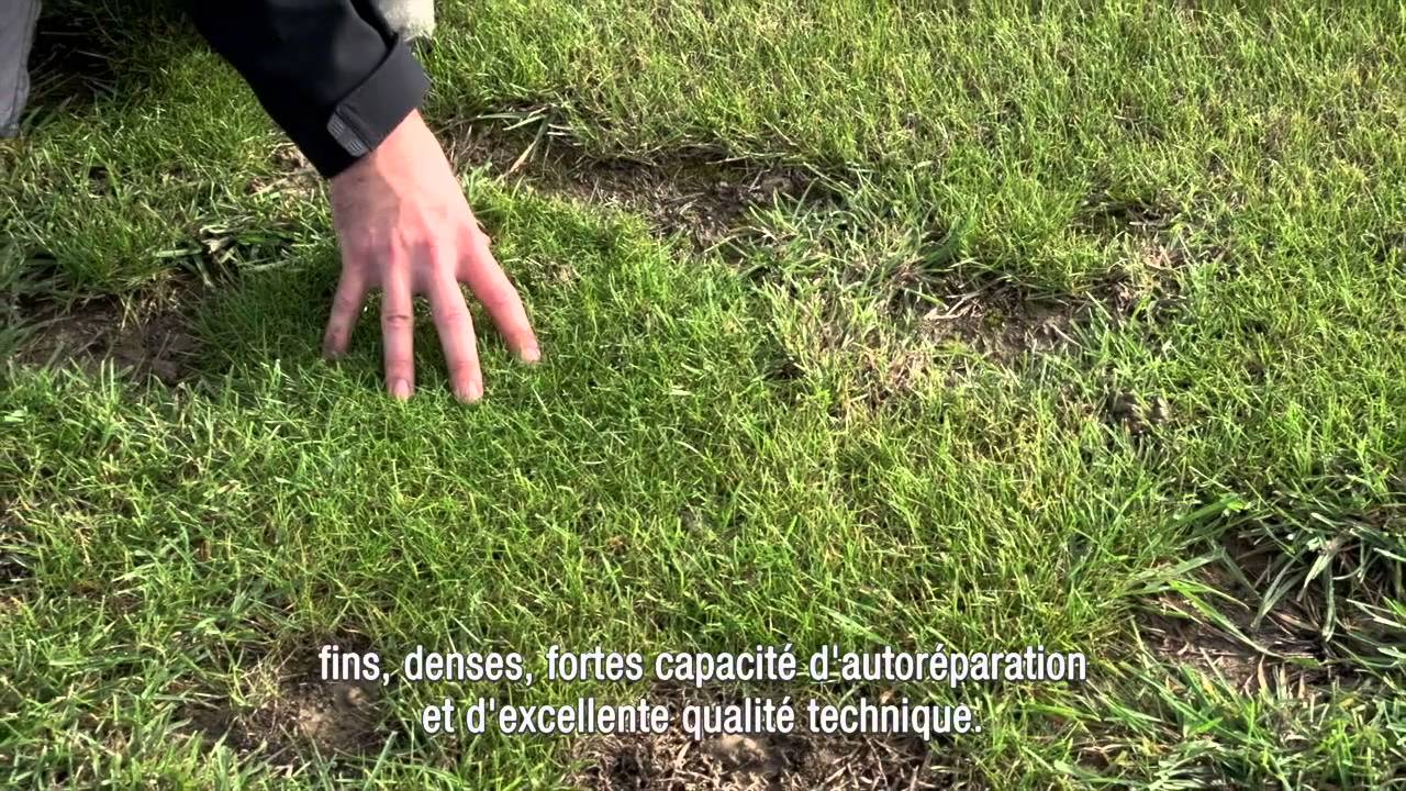 RPR - Ray-grass anglais auto-regarnissant