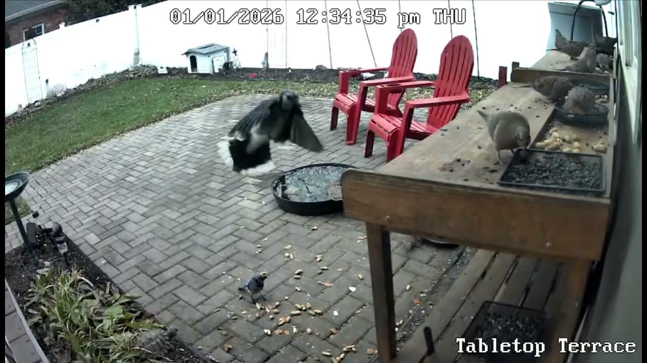 235 - SUNRISE SHENANIGANS