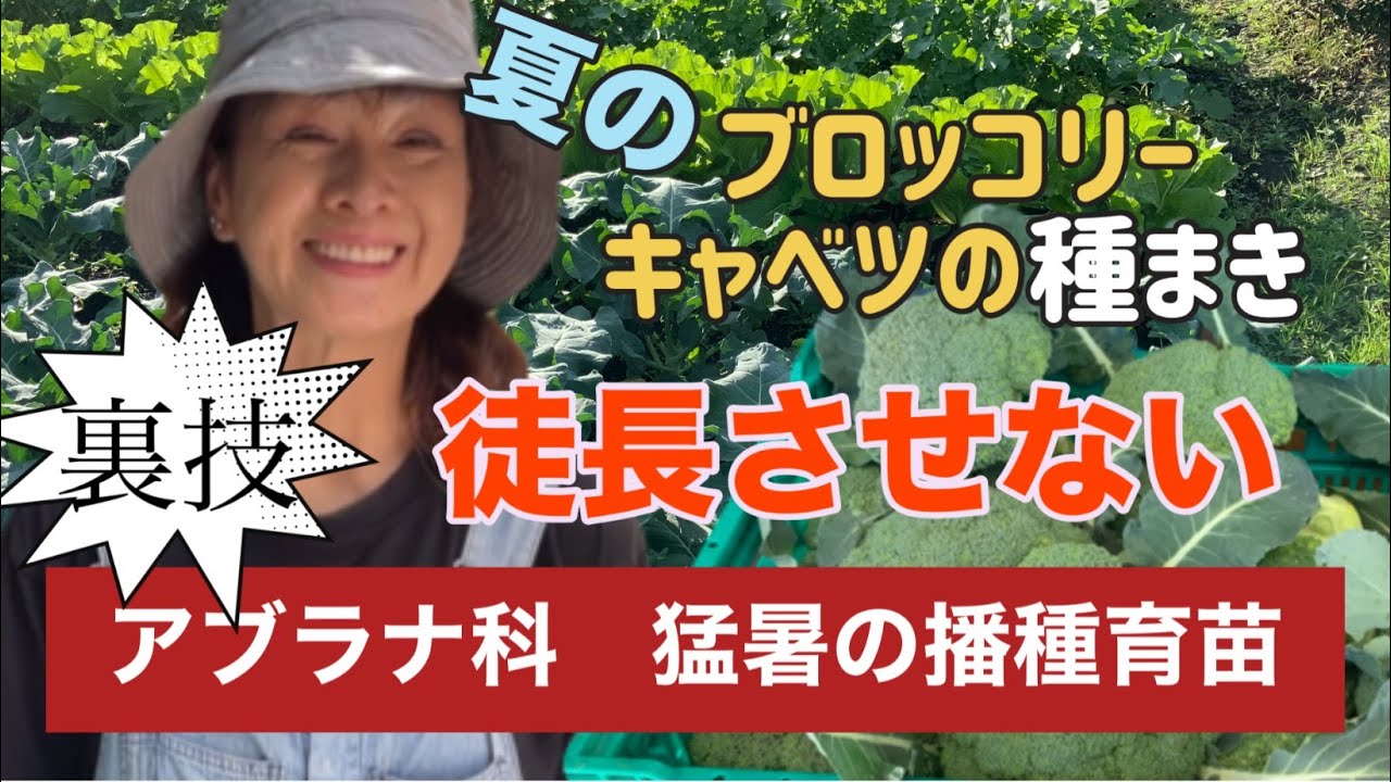 【家庭菜園】猛暑の種まきブロッコリー、キャベツ徒長させたくない