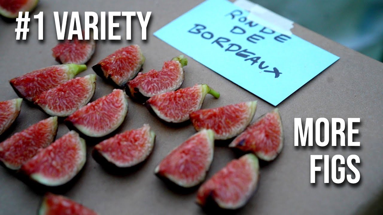 This Fig Variety Outgrows & Outproduces ALL Others