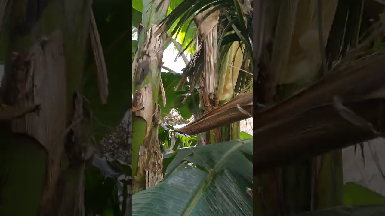 الحمد لله   Terdownload satu tandan pisang kepok 