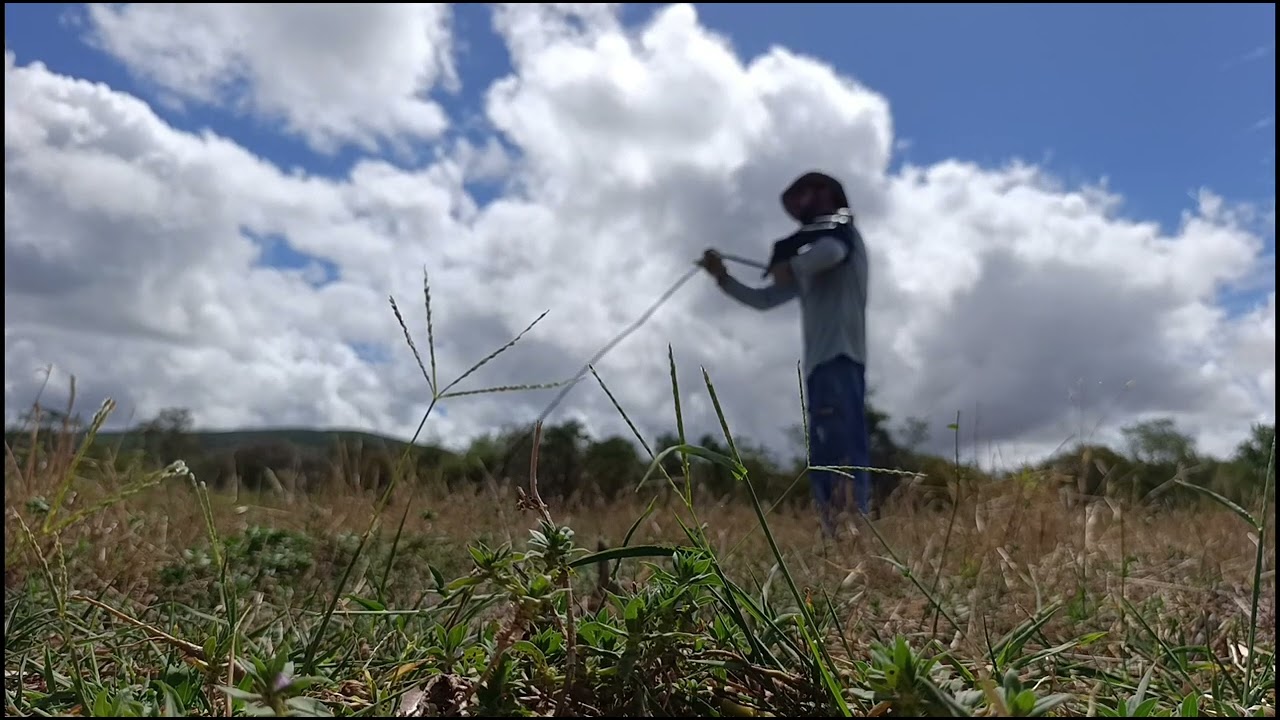 TIRANDO AS MANGUEIRAS DE GOTEJO DO PIQUETE PARA POR CANHÃO. 