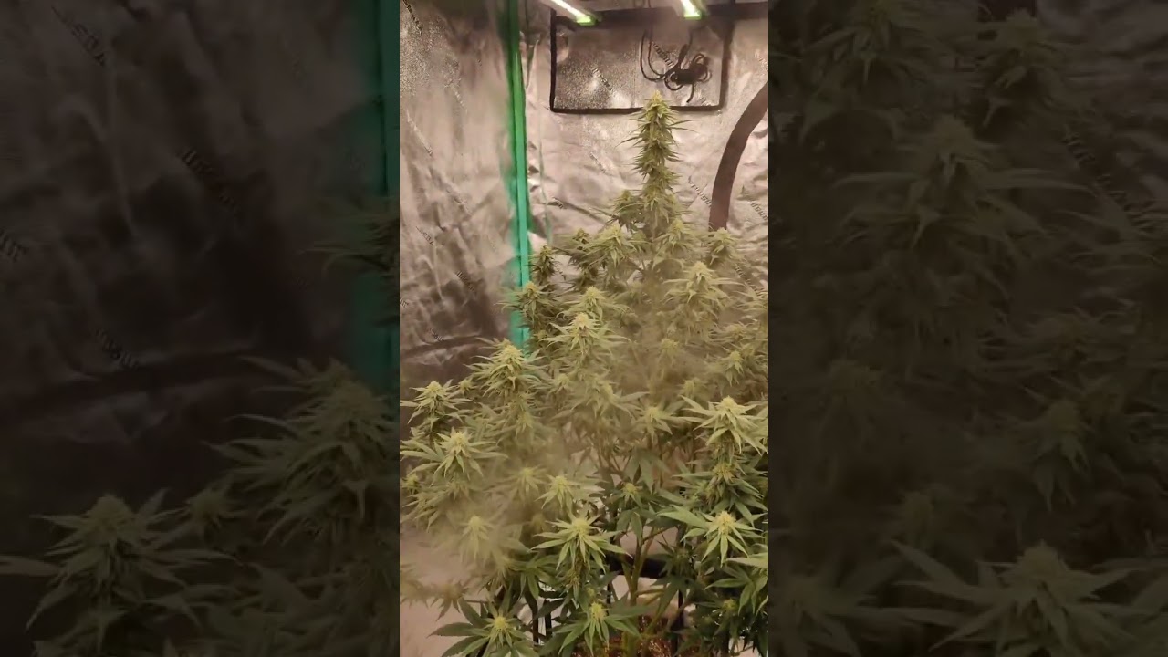 Massive Gorilla Glue #4 cannabis plant sourced from Gelato Seeds seedbank. #gelatoseeds #seedbank