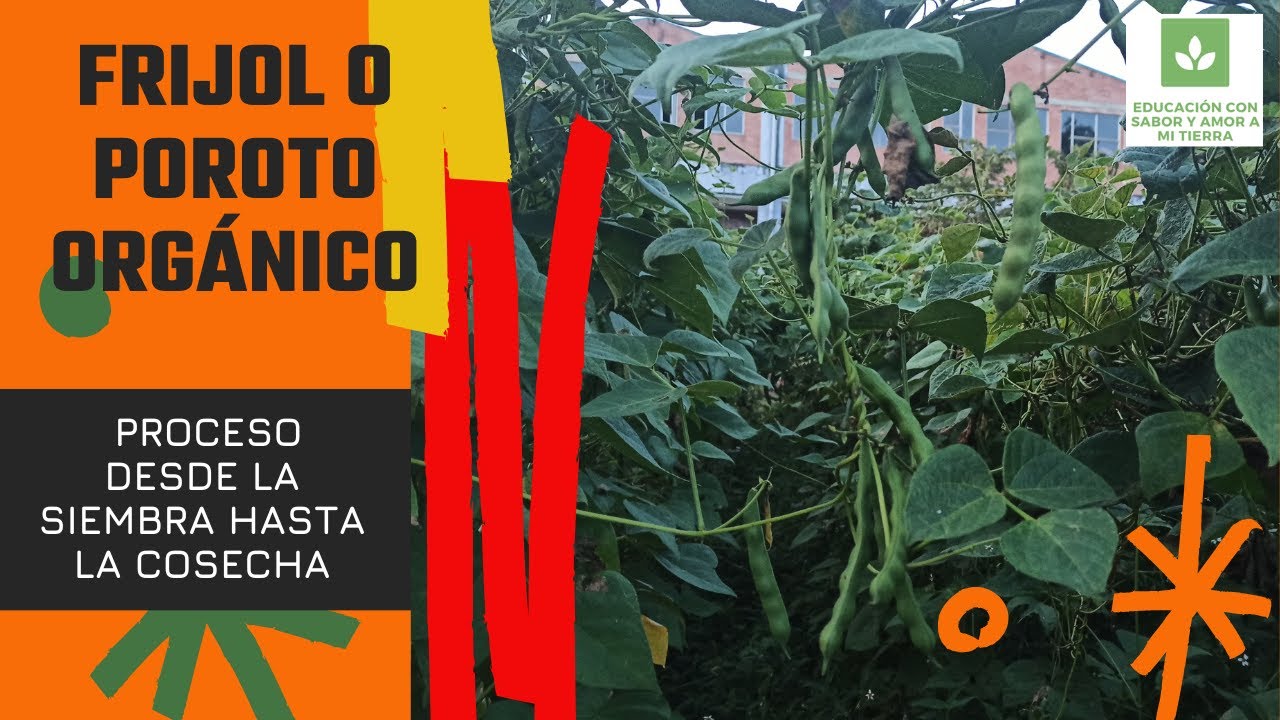 CÓMO SEMBRAR FRIJOL O POROTO ORGÁNICO