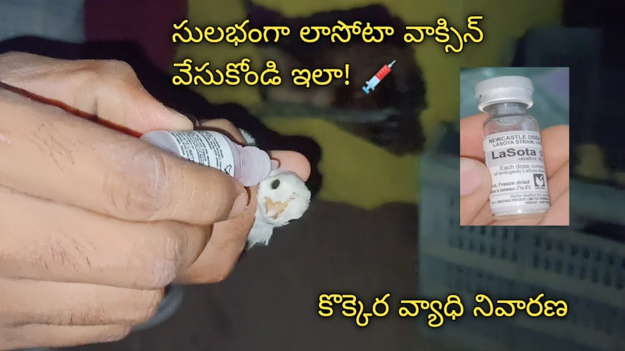 Lasota Vaccine For Chicks || in Telugu || @Lucky Rooster Farms #youtube #lastovaccine #chicken