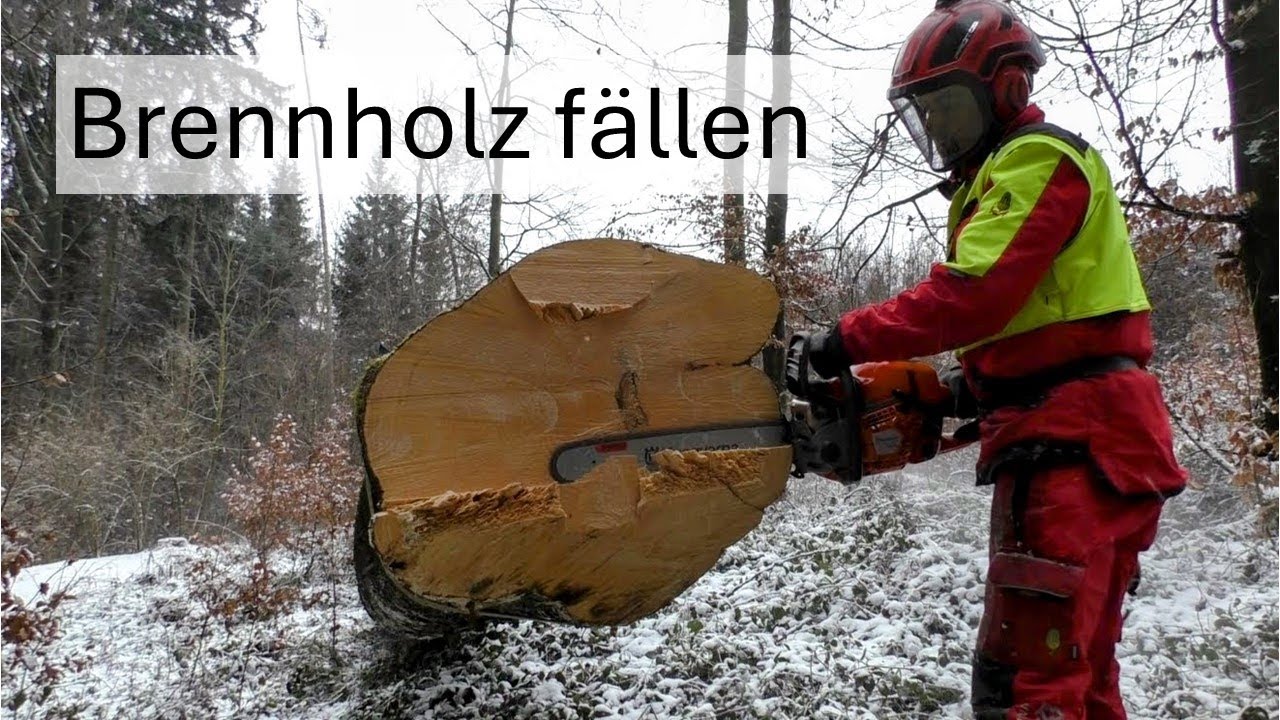 🌲Brennholz ohne Risiko – Buchen richtig fällen mit Husqvarna 564 XP #wildaufwald