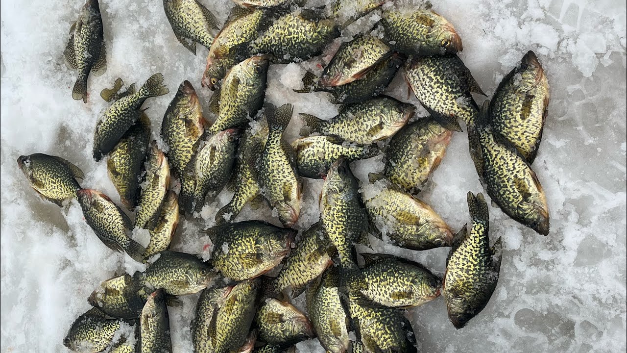 冰钓花鰂，让冰钓者疯狂 Ice Fishing Crappie