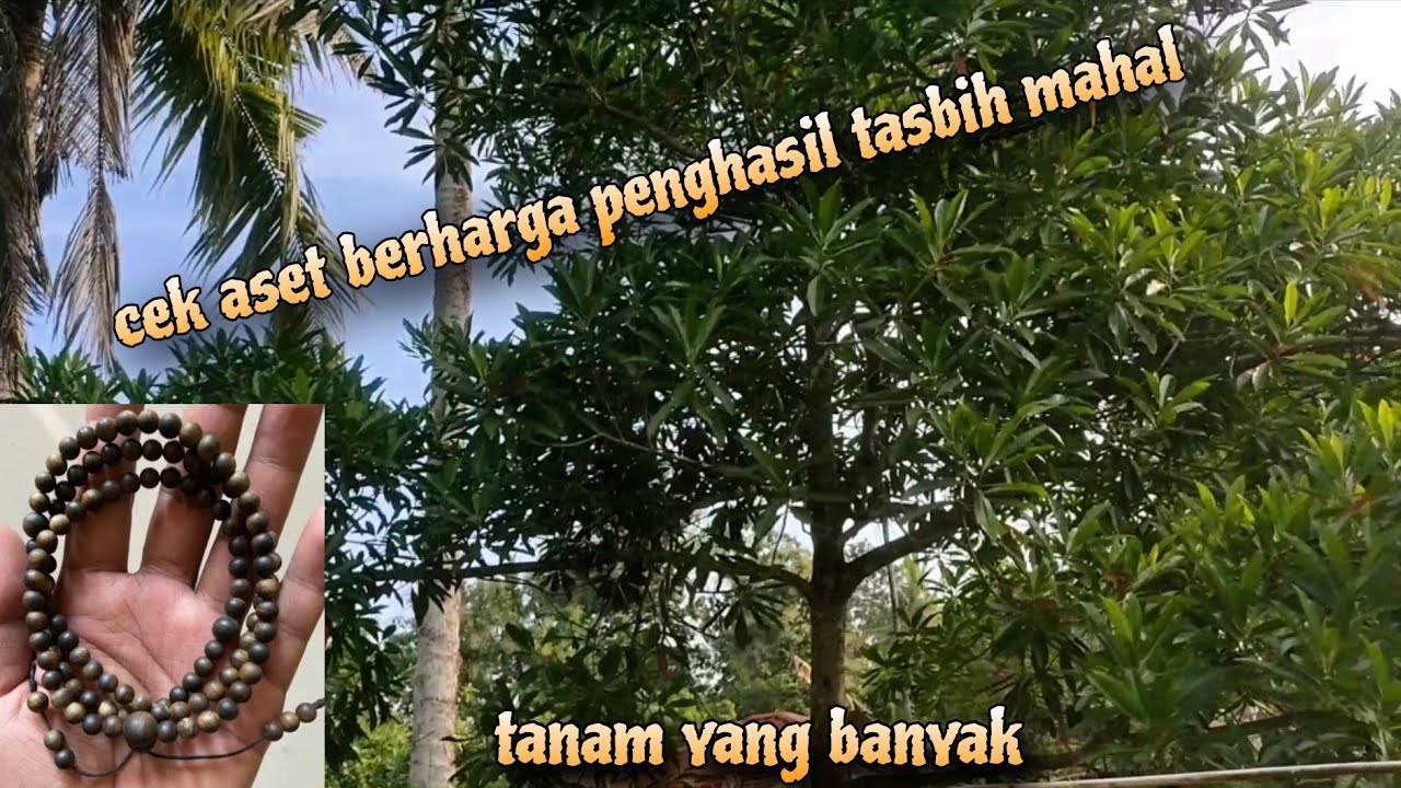 silahkan cek harga terbaru POHON JENITRI / biji Jenitri yang antik ..