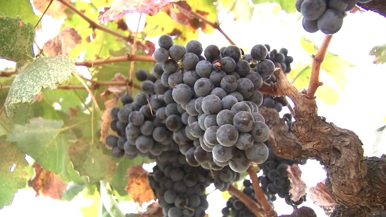 California wineries ripping out vineyards over supply, less demand and changes in industry