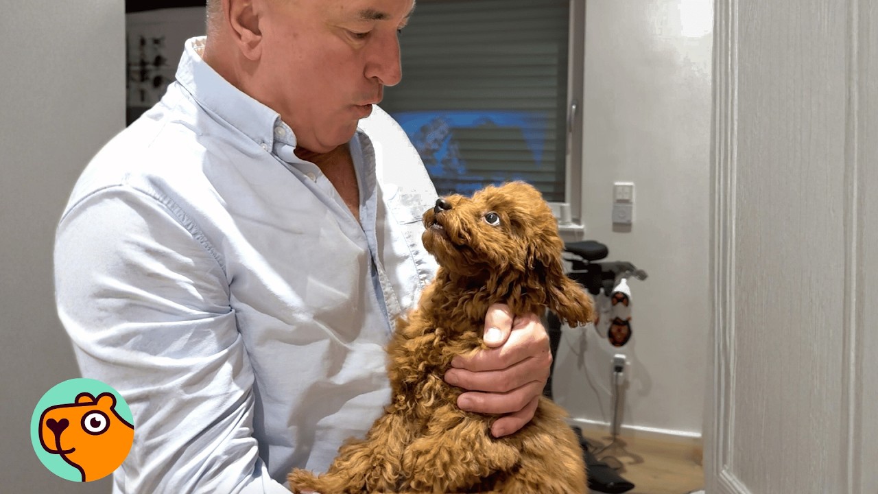 Puppy Has The Cutest Reaction When Grandpa Comes Over | Cuddle Buddies
