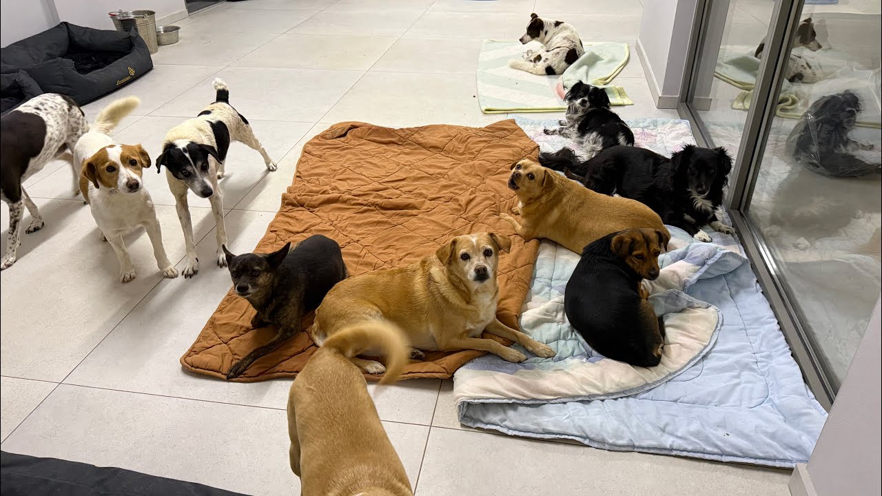 live streaming from the shelter !