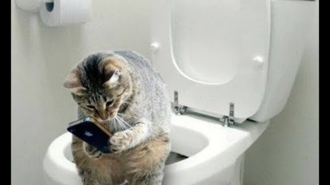 Funny Animals / Fun with cats and dogs 2022 / Lol#5
