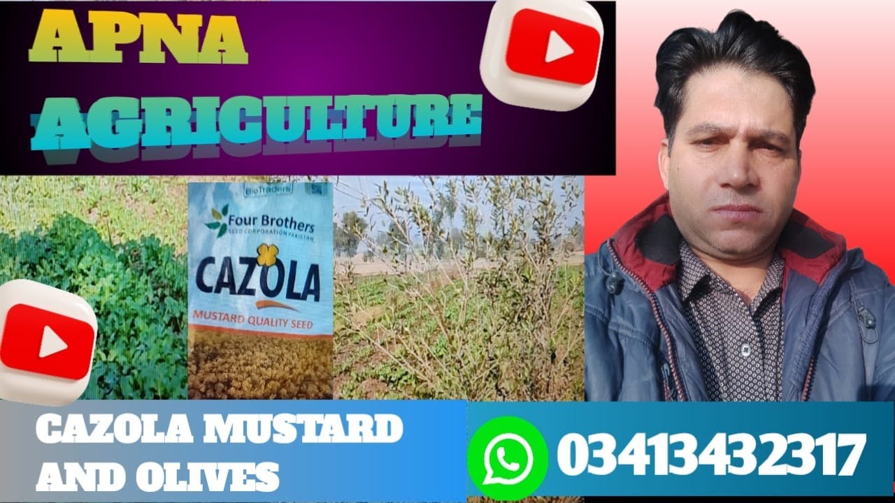 CAZOLA MUSTARD AND OLIVES #agriculture #panjab