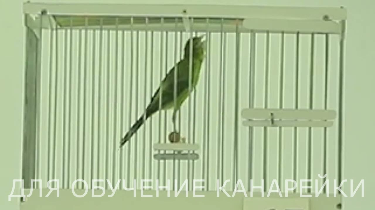 Пение Канарейки Для Обучения 5 Канарейки. Песня канарейка. Тренировка канареек кенара поёт Птицы