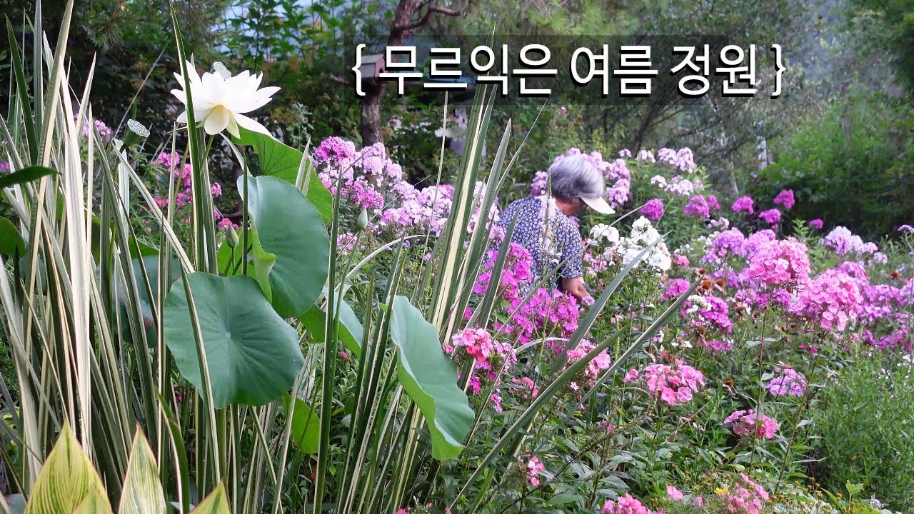 무르익은 여름 정원, 조씨네｜EP.61