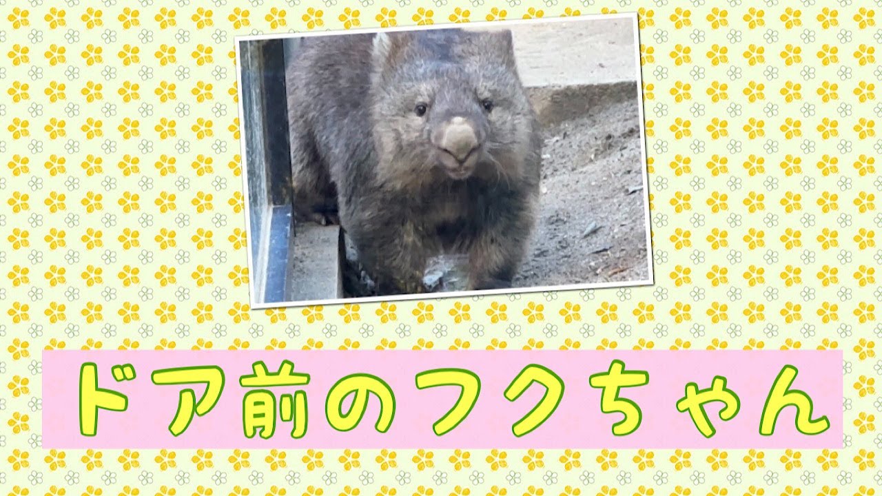 【wombat】ドア前のフクちゃん☆(Fuku in front of the door)